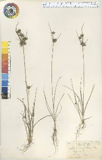 Cyperus houghtonii image