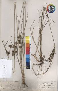 Cyperus × mesochorus image