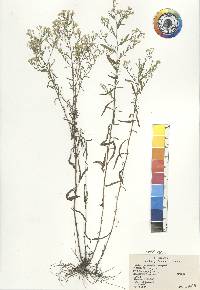 Aster parviceps image