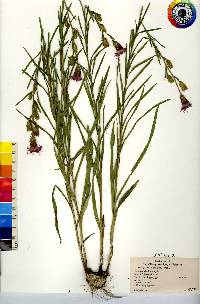 Liatris cylindracea image