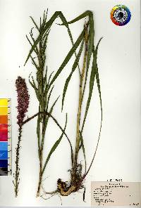 Liatris spicata image