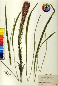 Liatris pycnostachya image