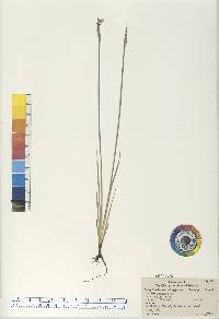 Sisyrinchium montanum image