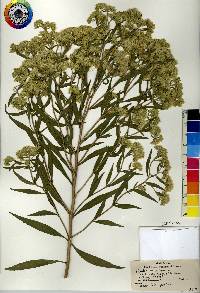 Eupatorium altissimum image