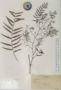 Polemonium reptans image