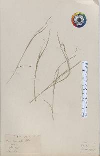 Carex bromoides image