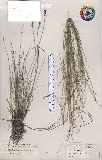 Carex sterilis image