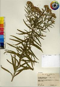 Euthamia graminifolia var. nuttallii image