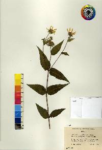 Helianthus hirsutus image