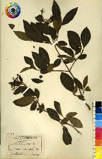 Viburnum cassinoides image