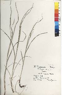 Carex virescens image