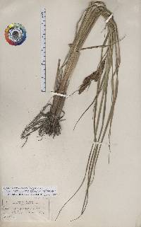 Carex aquatilis var. aquatilis image