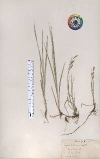 Carex tetanica image