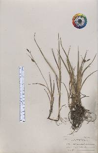 Carex tetanica image