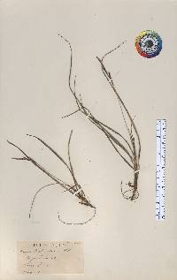 Carex richardsonii image