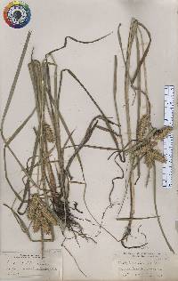 Carex retrorsa image