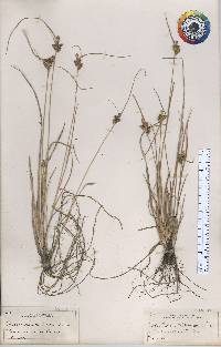 Carex viridula image