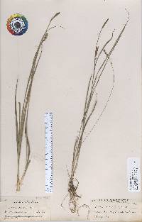 Carex conoidea image