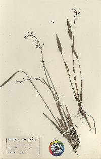 Sagittaria graminea image