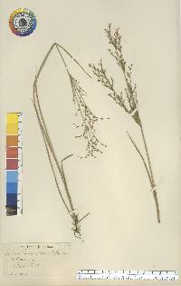 Juncus brachycephalus image