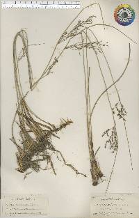 Juncus balticus subsp. littoralis image