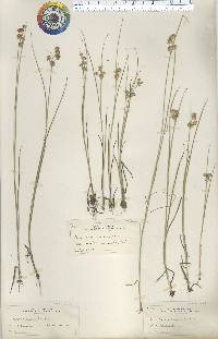 Juncus nodosus image