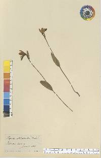 Pogonia ophioglossoides image