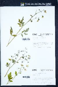 Phacelia bipinnatifida image