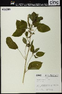 Acalypha ostryifolia image