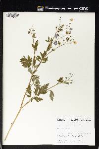 Phacelia bipinnatifida image