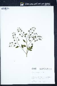 Phacelia bipinnatifida image