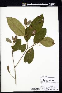 Eugenia domingensis image