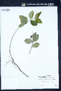 Euonymus fortunei image