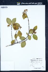 Euonymus fortunei image