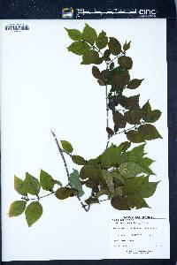 Lonicera maackii image