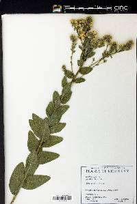 Solidago rigida image