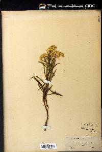 Solidago rupestris image