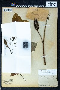 Hibiscus abelmoschus image