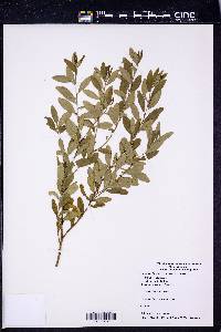 Badiera oblongata image