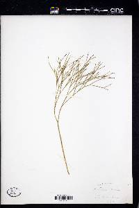 Psilotum nudum image