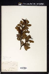 Grevillea aquifolium image