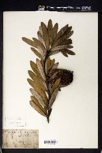 Banksia integrifolia image