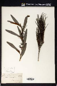 Grevillea oleoides image