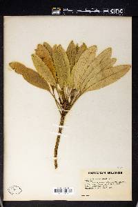 Clermontia persicifolia image