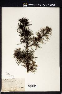 Hakea sericea image