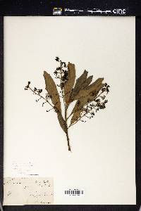 Lomatia ilicifolia image