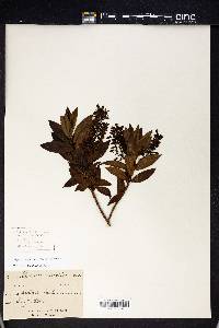 Veronica elliptica image