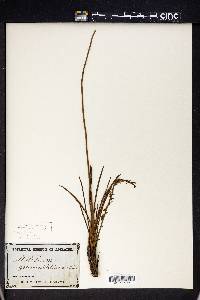 Stylidium graminifolium image