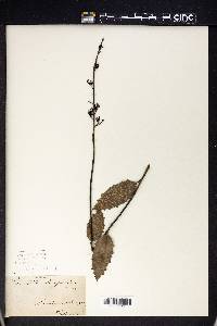Lomatia ilicifolia image