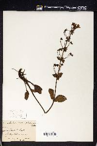 Ourisia macrophylla image